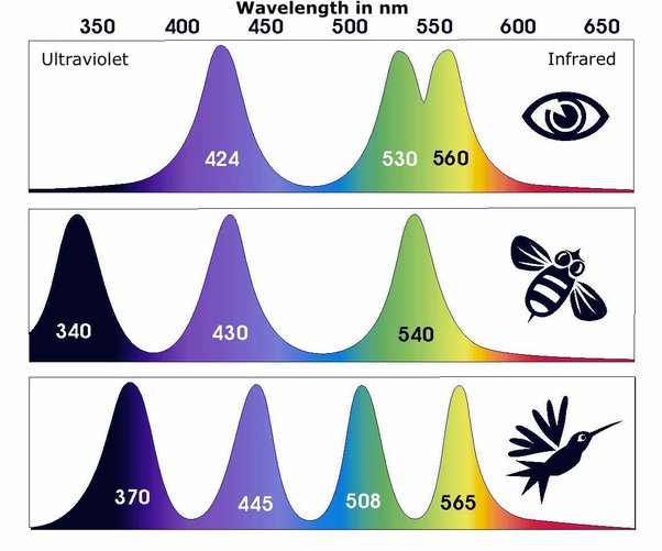 Bee/bird color vision