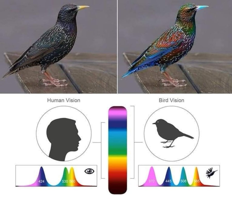 Bird color vision demo