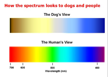 Dog color vision