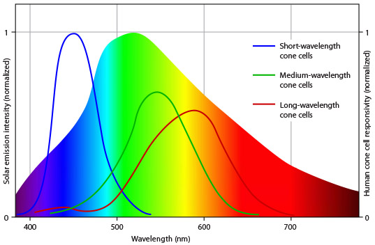 Human color vision