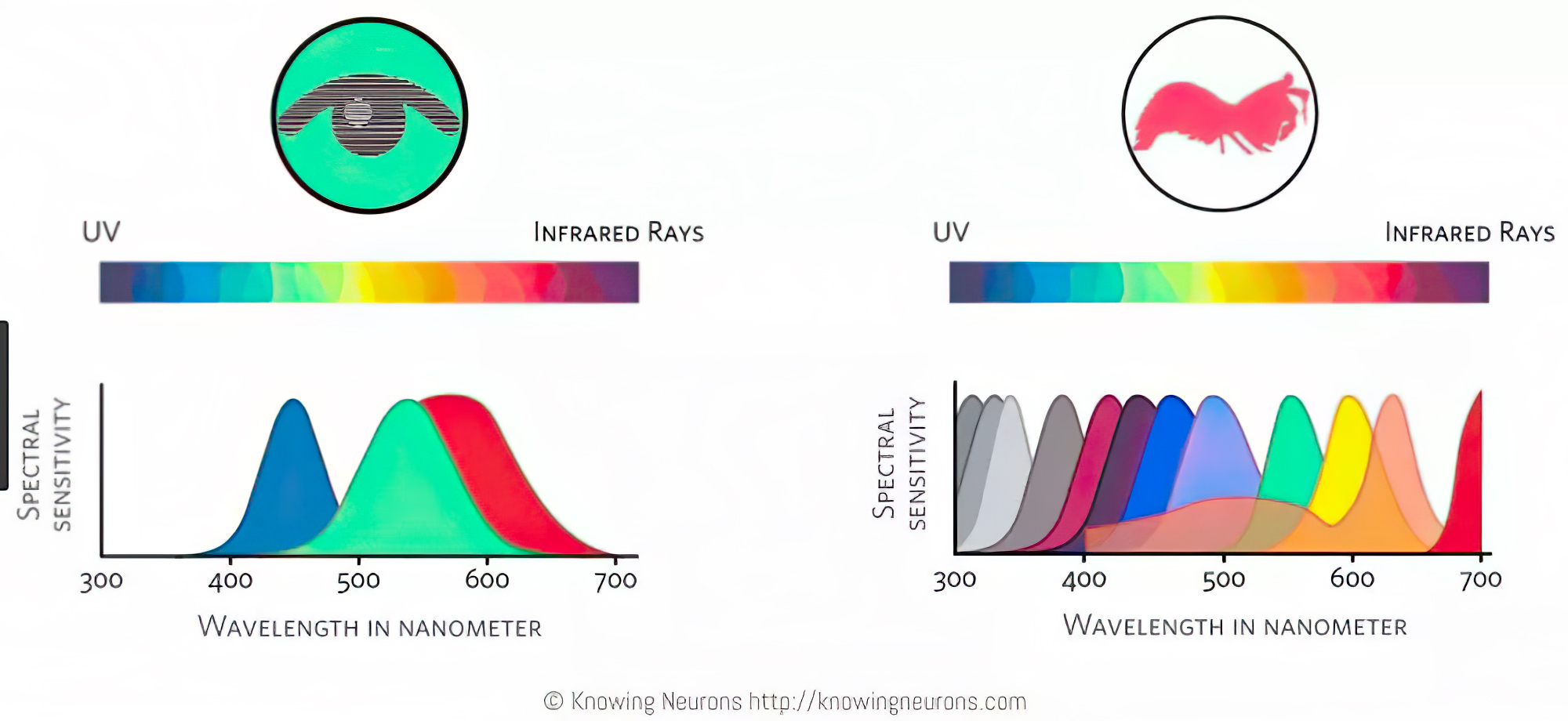 Shrimp color vision