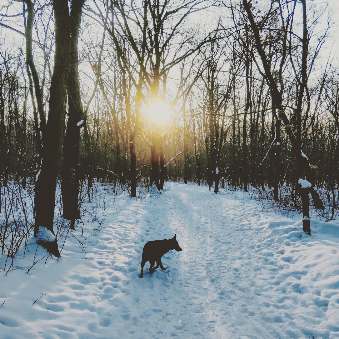 in the woods, with snow