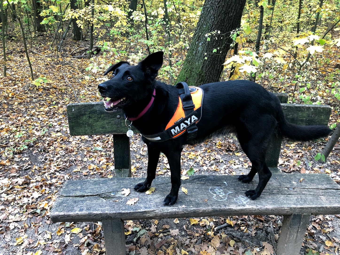 in the woods, without snow