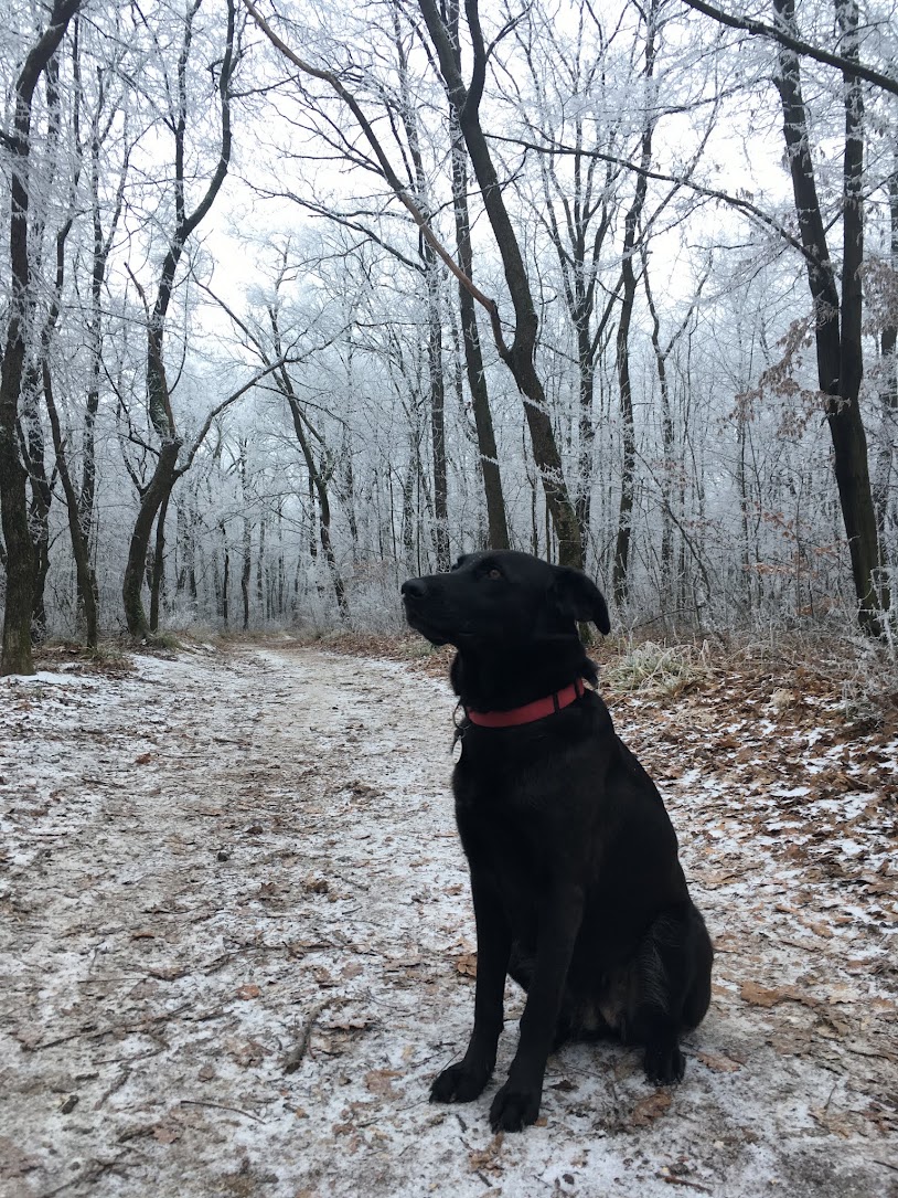 in the frosty woods